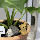 (주)아이네스 | 문정역 꽃집, 송파 선물 꽃다발 주문은 아이네스
