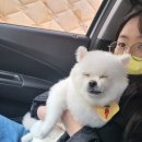 버블그루밍 이미지