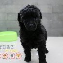 펫 패밀리 이미지