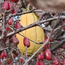 11/29(수)산수유와노랑하늘타리 이미지