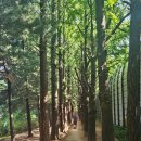 소리길 | [송파/거여] 그늘 가득해서 산책하기 좋은 소리길