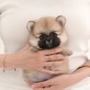 미유펫 강아지애견미용 이미지