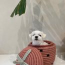 모모티디 독 쌀롱 반려견 미용 계림점 이미지