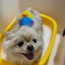 부산애견호텔 애견유치원 맘바이 부산북구점 이미지