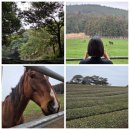 영농목장 | 3월 흐린날 제주 내륙 표선 여행 :: 제주 공항근처 연동 대도식당/ 진품꽈배기-> 성읍녹차마을 -> 숨은...