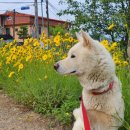 견생폼사 이미지