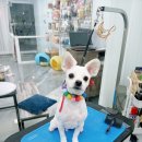 모모펫그루머 이미지