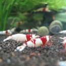 Crystal Redbee shrimp(c r s) 관상용새우 로 짧은잎적성.호베이.방울복랑.버클리.원종콜로라타. 원종에보니 구합니다. 이미지