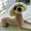 쁘띠멍멍 이미지