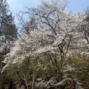 교동세천 이미지