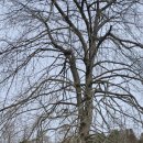 호랑가시나무민박 이미지