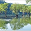 버드나무숲