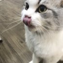 고양이호텔 묘랑묘랑 | 안양고양이호텔, 평촌고양이호텔 묘랑묘랑 : 루이.밤이~