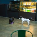 어반도그(URBAN DOG) | -애견카페- 어반도그(URBAN DOG) 방문