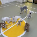 헬로우버디 분당점 이미지