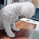 [해커스 경찰] 경찰인강 추천합니다 #경시생 #실수강후기 #형사법김대환,경찰학이상훈