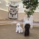 펫라운지 애견미용 애견호텔 이미지