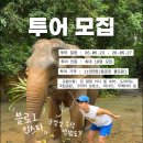 옐로카펫(매화마을 입구 앞) | 태국 치앙마이 디지털 노마드 데이즈 여행 같이 가실 분-!