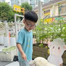 💚🐑 유치원에 면양 ‘솜이’가 왔어요! 🐑💚 이미지