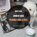 글로벌사료 | 펫라벨 더블소프트 강아지사료 비숑 급여 후기