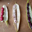 다솜농장 이미지