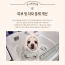 정화애견미용 네이버블로그