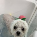 젤리그루밍 이미지