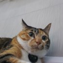 개냥아치 이미지