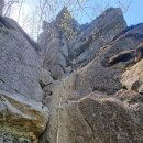 늑대와 여우 이미지