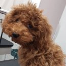 몽개몽개 애견미용실 이미지