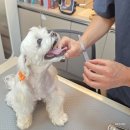 한걸음더 재활한방 동물병원 이미지