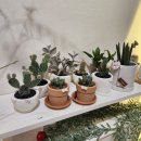 클로리스 플라워(CHLORIS FLOWER)