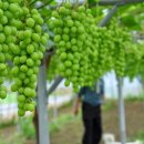 잣나무골 이미지