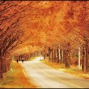 가로수길 이미지