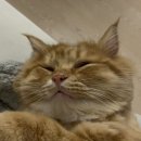 HY거여점 | 식이알러지 고양이 사료 정착 여정기 (그린벳 알러지검사 쁘띠후기)
