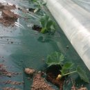 미리네농장 이미지