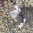 삼막골카라반펜션 | [경주] 귀여운 고양이가 있는 삼막골 카라반 펜션 내돈내산(재방문) 후기