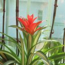 장미찻집 이미지