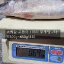 ★가성비갑특가이벤트★싱싱大씨알생물고등어5마리15,000원/목포생물먹갈치9미22,000/손질갑오징어2마리28,000-당일발송 이미지