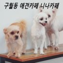 니나펫카페 이미지