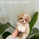 부산강아지분양 퍼피룸 이미지