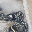 임진리낚시터 | 파주 임진리낚시터 후기