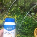 매일 여기 | 매일 바이오 그릭요거트 무가당 플레인 후기