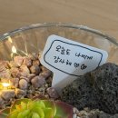 테라리움 이미지