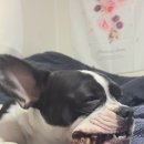 군침돌개 이미지