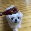 펫잇보리 | 먹을 수 있는 휴먼그레이드 등급의 무방부제 강아지 수제간식 ‘ 펫잇보리 ’ (강아지들이 매우 좋아해용!)