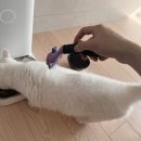 헤어컬렉션까망 | 고양이 털빠짐 그리고 빗질하기 (좋아해줄수 없겠니 베짱아!!)