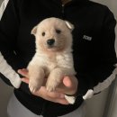 옆집강아지 이미지