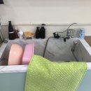 이쁘냥고양이미용실
