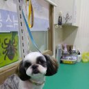 피닉스애견미용 네이버블로그